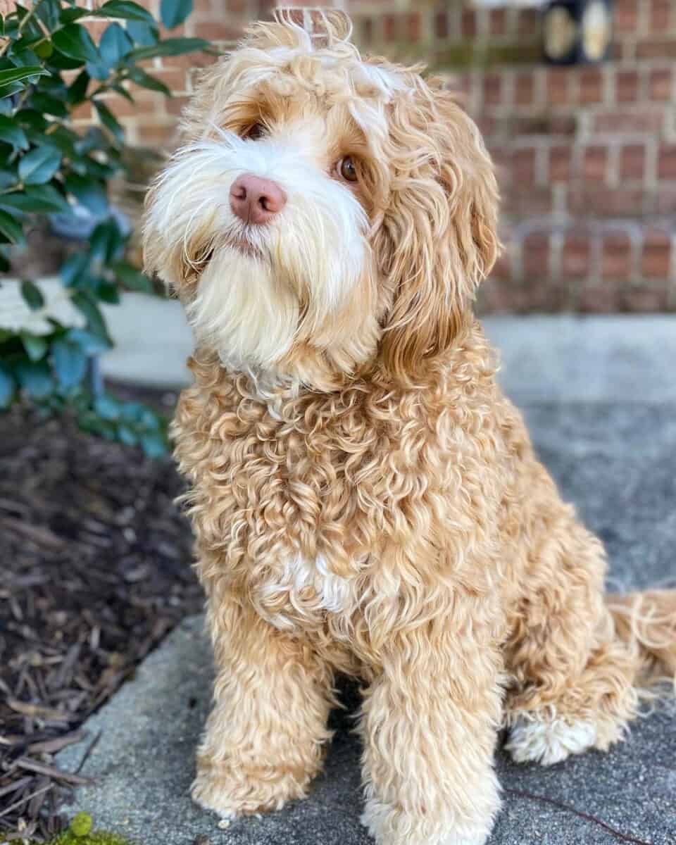 mini apricot labradoodle