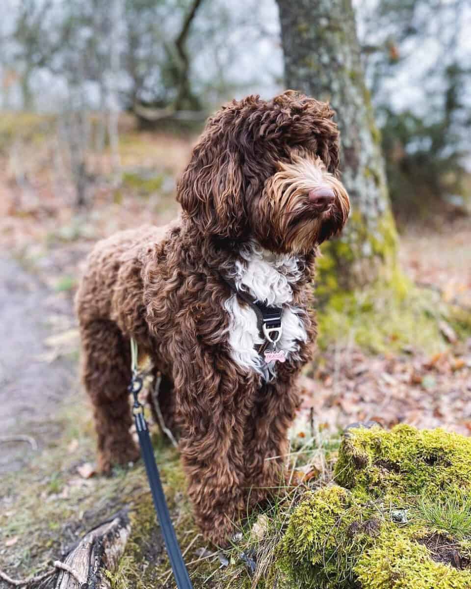 Chocolate Mini Australian Labradoodle