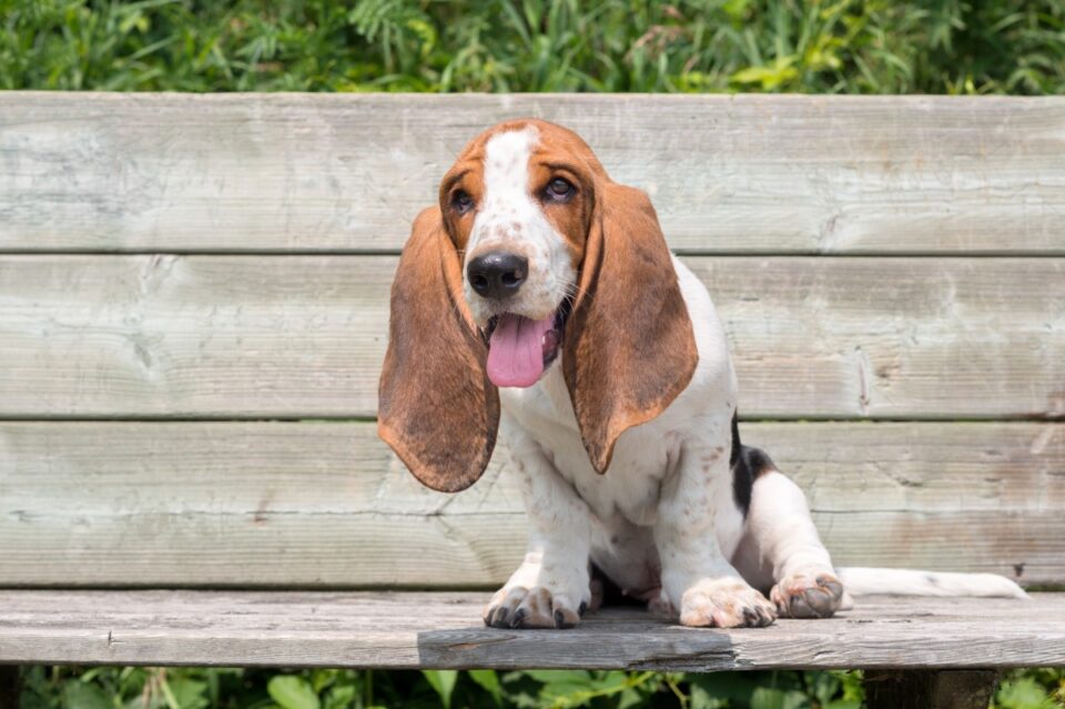 How Big Do Basset Hounds Get? Puppy Growth Chart & FAQs