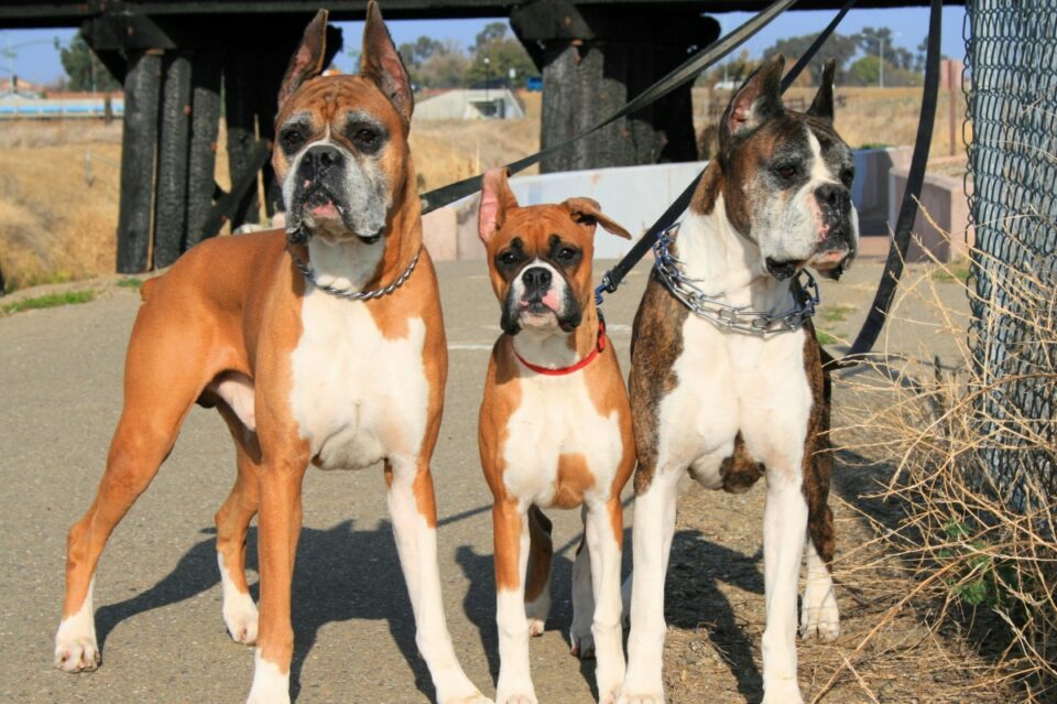 7 Colors and Types of the Boxer Dog Explained (With Pictures)