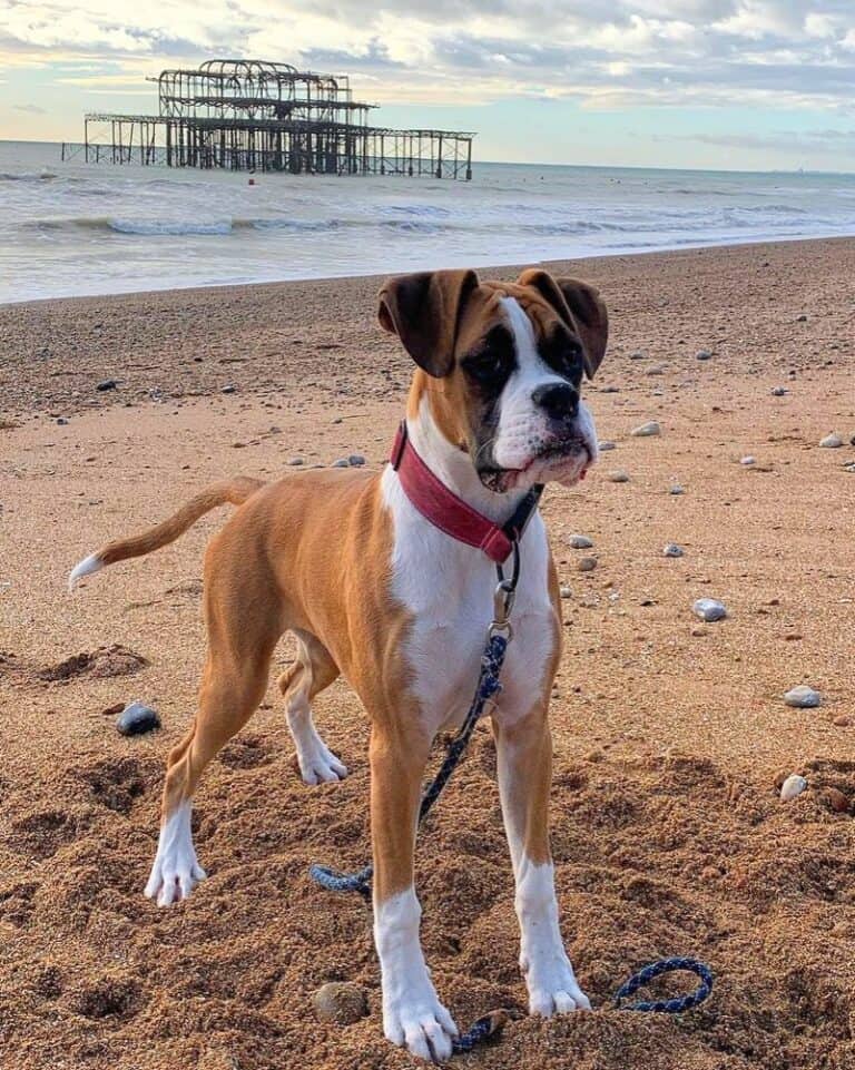 7 Colors and Types of the Boxer Dog Explained (With Pictures)