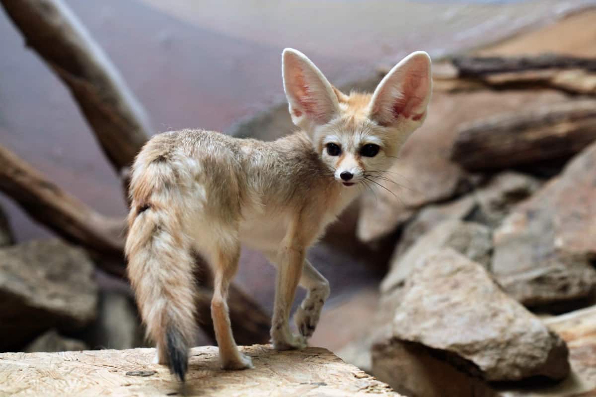 Fennec fox (Vulpes zerda) standing on a stone