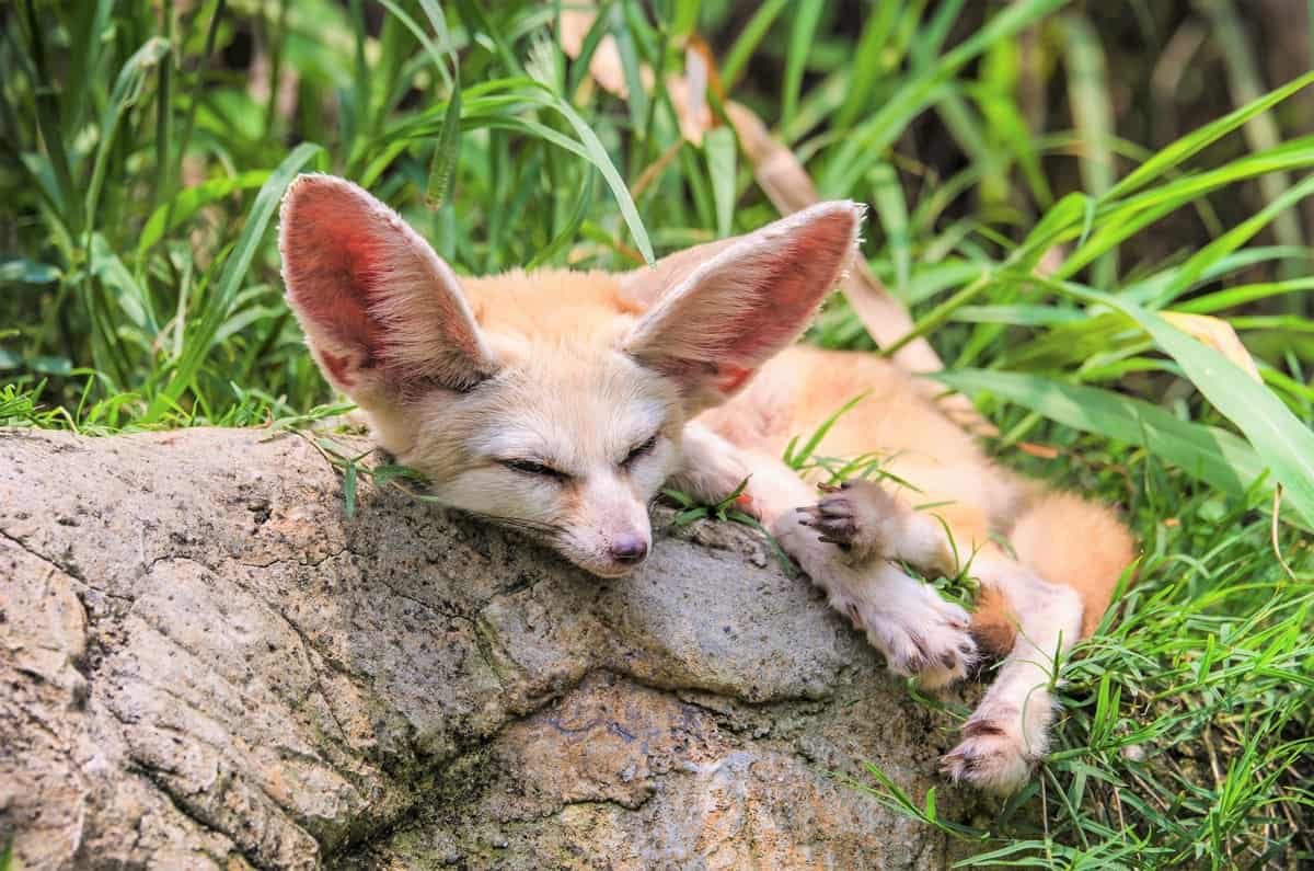 How Much Does A Fennec Fox Cost Breakdown Of Expenses