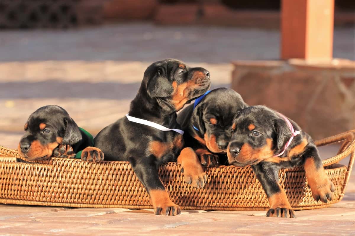 Four black and tan Doberman puppies for sale