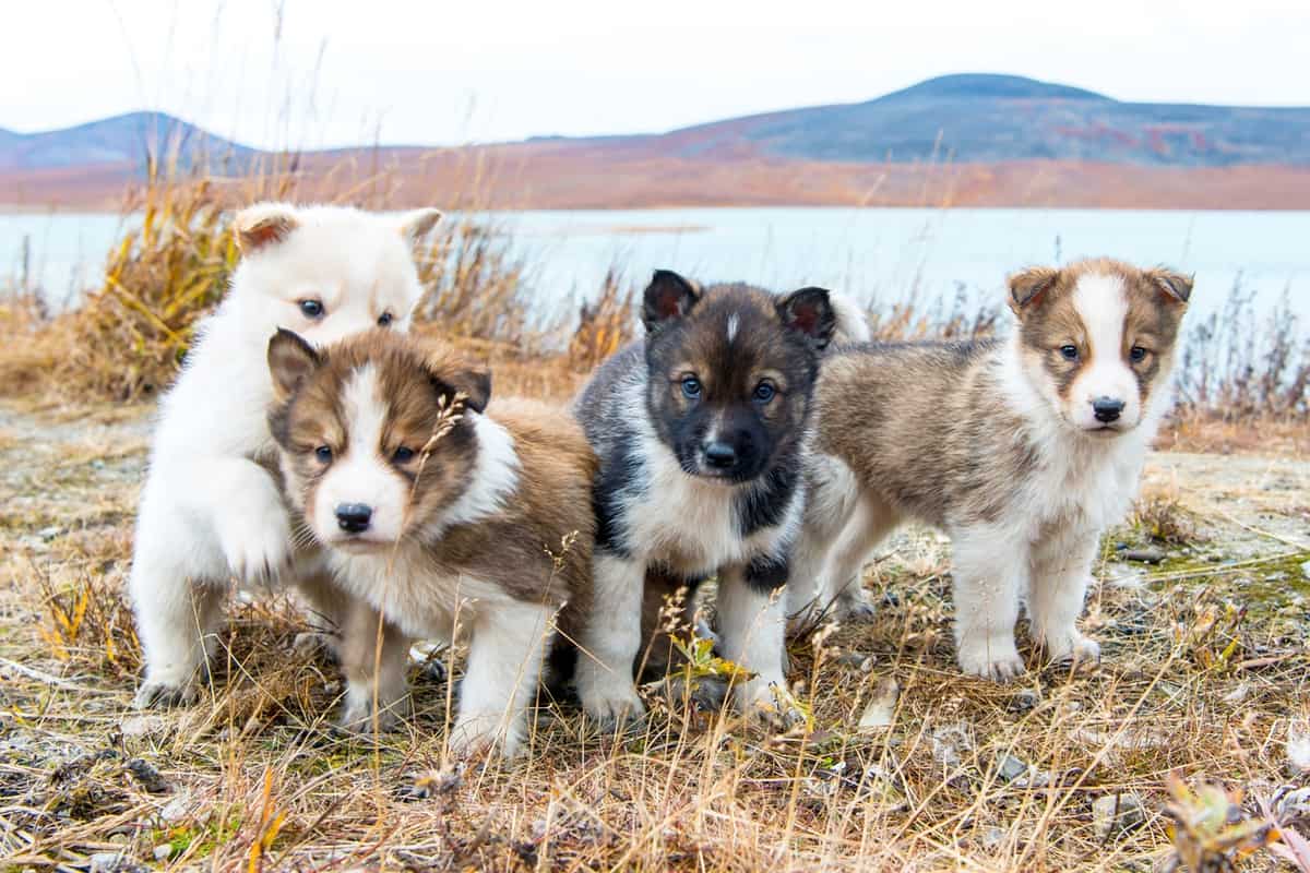 Four cute Siberian Husky puppies for sale