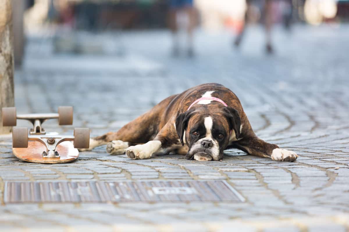 German Boxer dog lying on the street