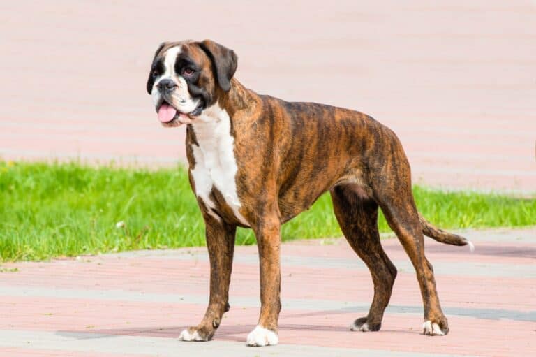 7 Colors and Types of the Boxer Dog Explained (With Pictures)