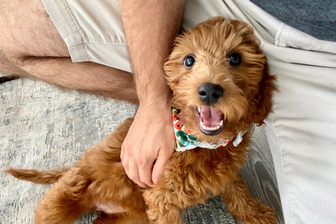 10 Best Goldendoodle Rescues for Adoption (2024) Our Top 10 Picks!
