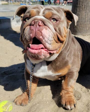 Tri-Color English Bulldog: Are They Really That Rare?