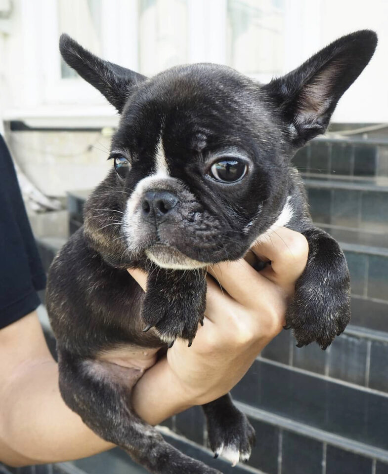Teacup French Bulldog Can It Really Fit in Your Pocket?