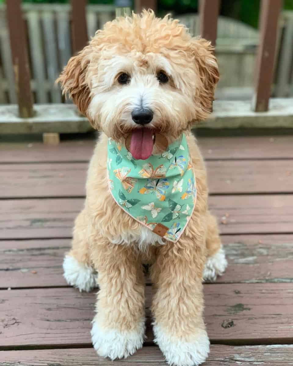 Mini Australian Labradoodle full grown size