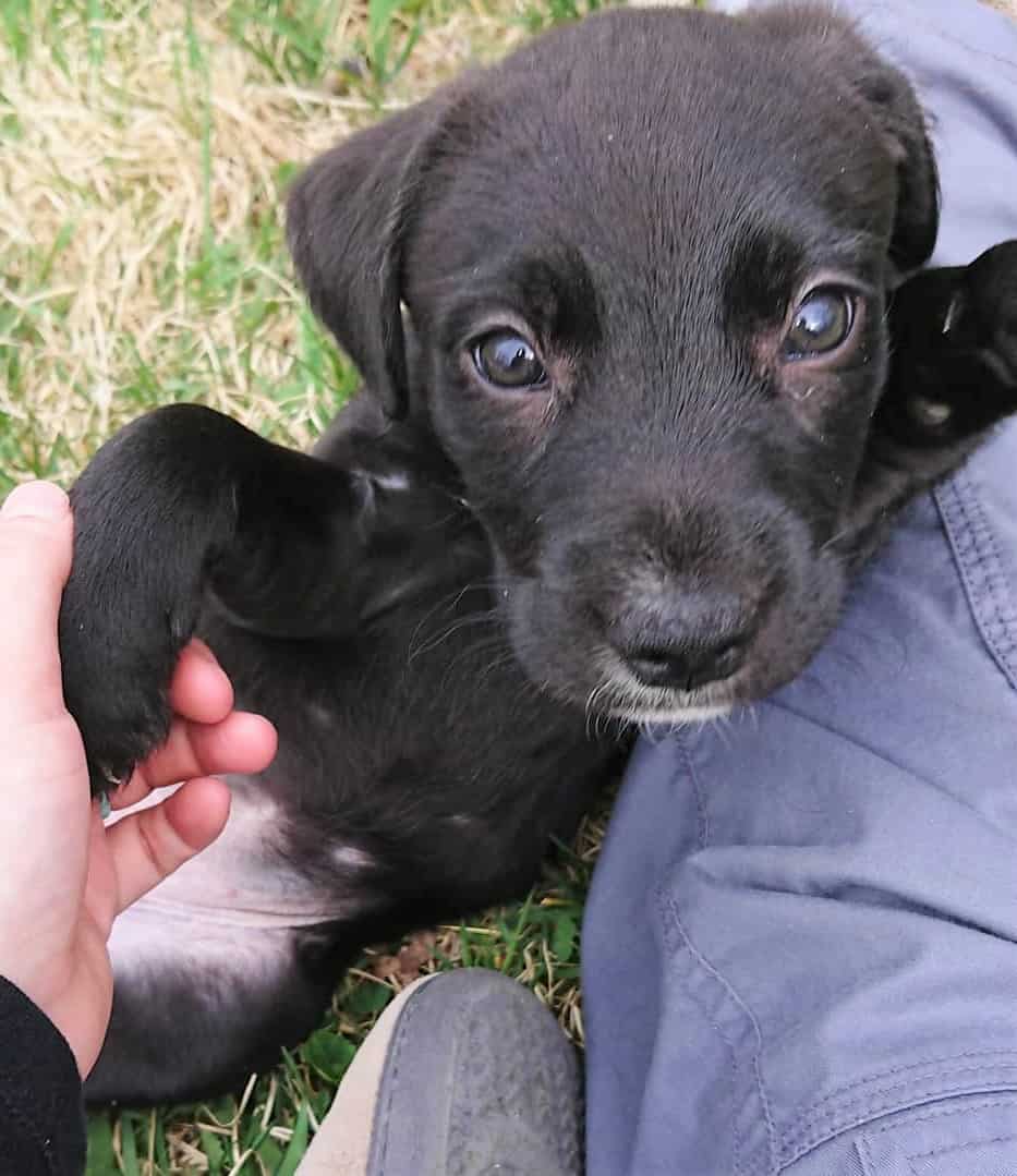 Pitbull Poodle mix puppy playing with its owner