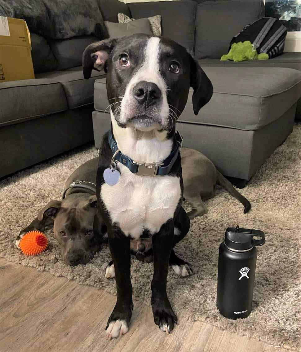 Pitbull Poodle mix puppy sitting and relax