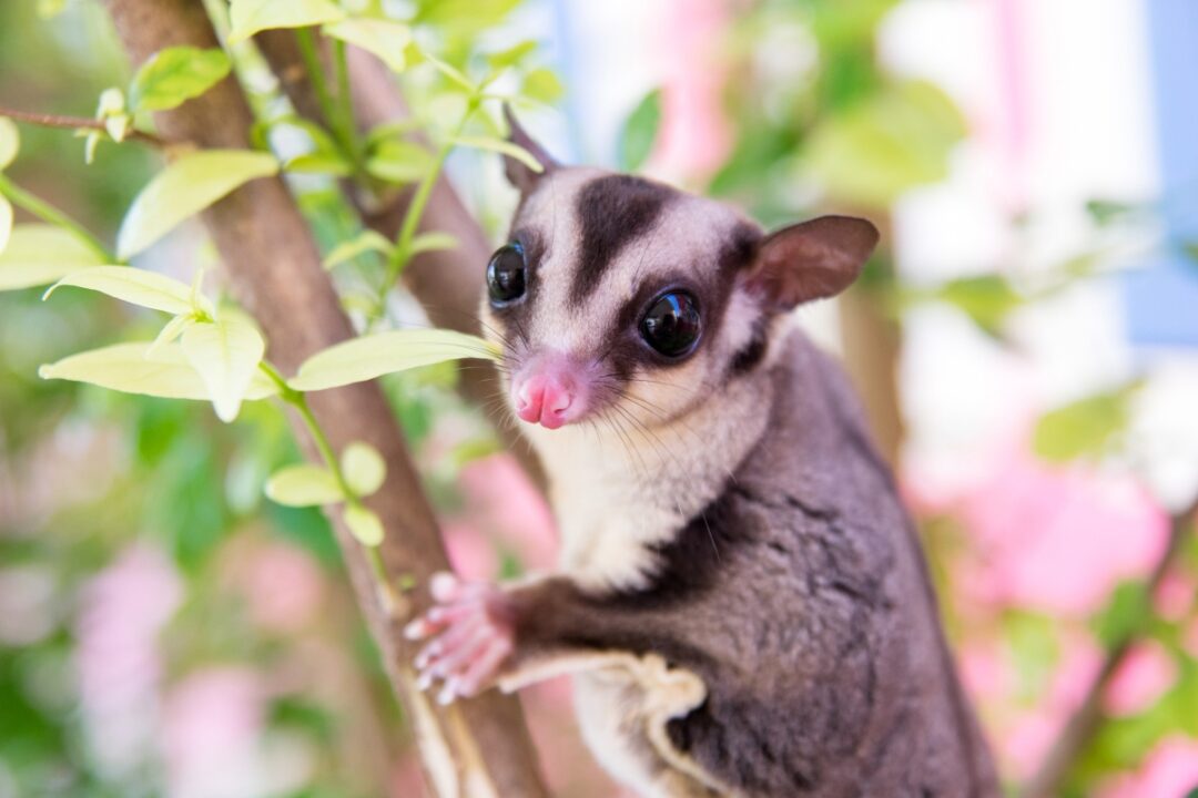 How Much Does a Sugar Glider Cost? Breakdown of Expenses