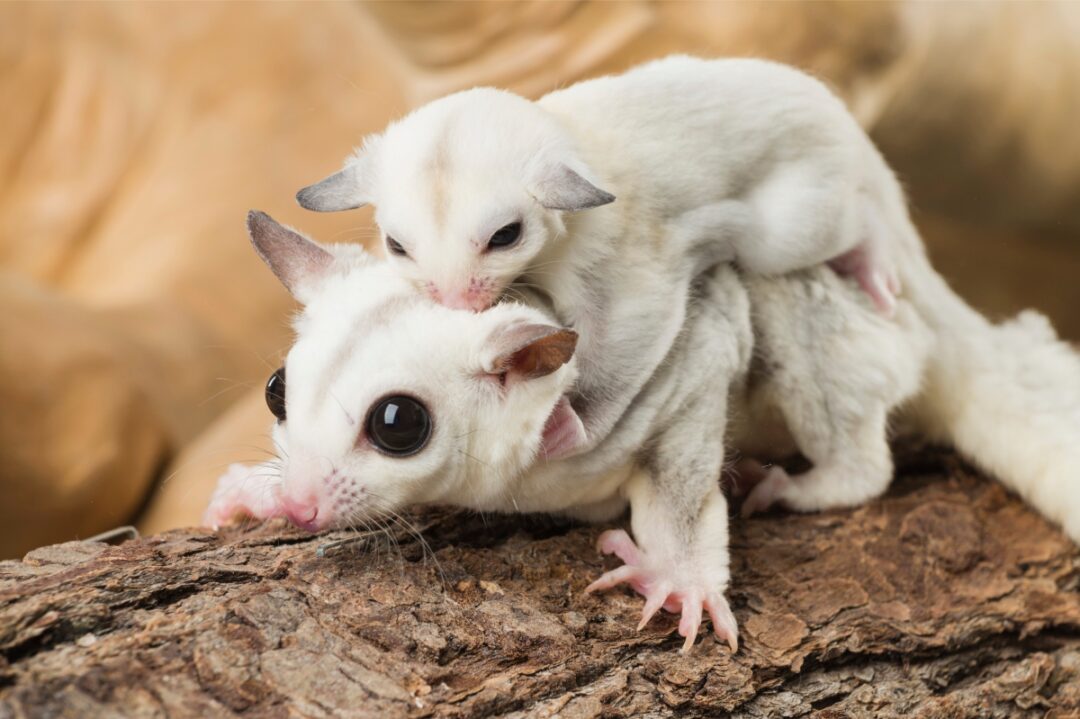 How Much Does a Sugar Glider Cost? Breakdown of Expenses