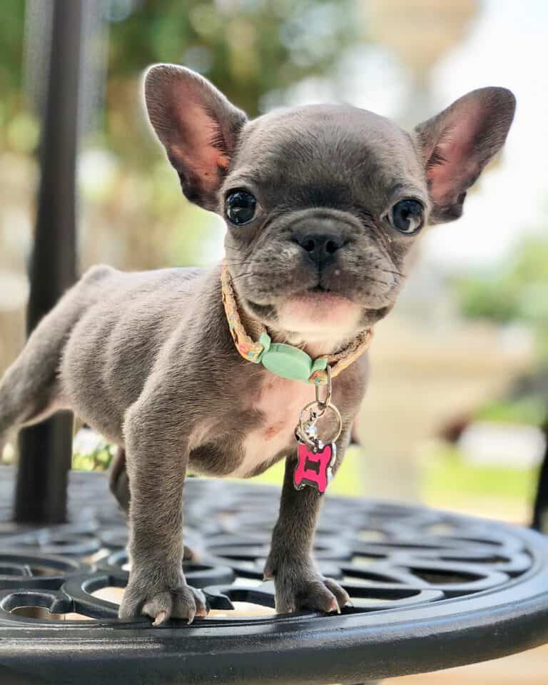 Teacup French Bulldog Can It Really Fit in Your Pocket?