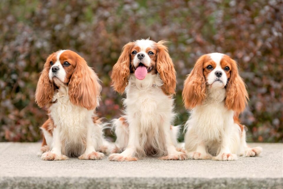 Best Cavalier King Charles Spaniel Rescues for Adoption (2024)