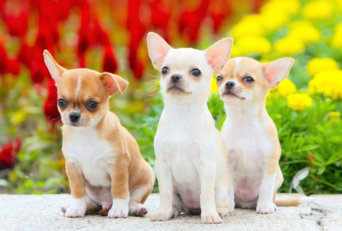 Three beautiful Chihuahua rescues sitting