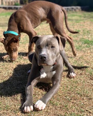 colby pitbulls kano inherently temperament aggressive bubblypet