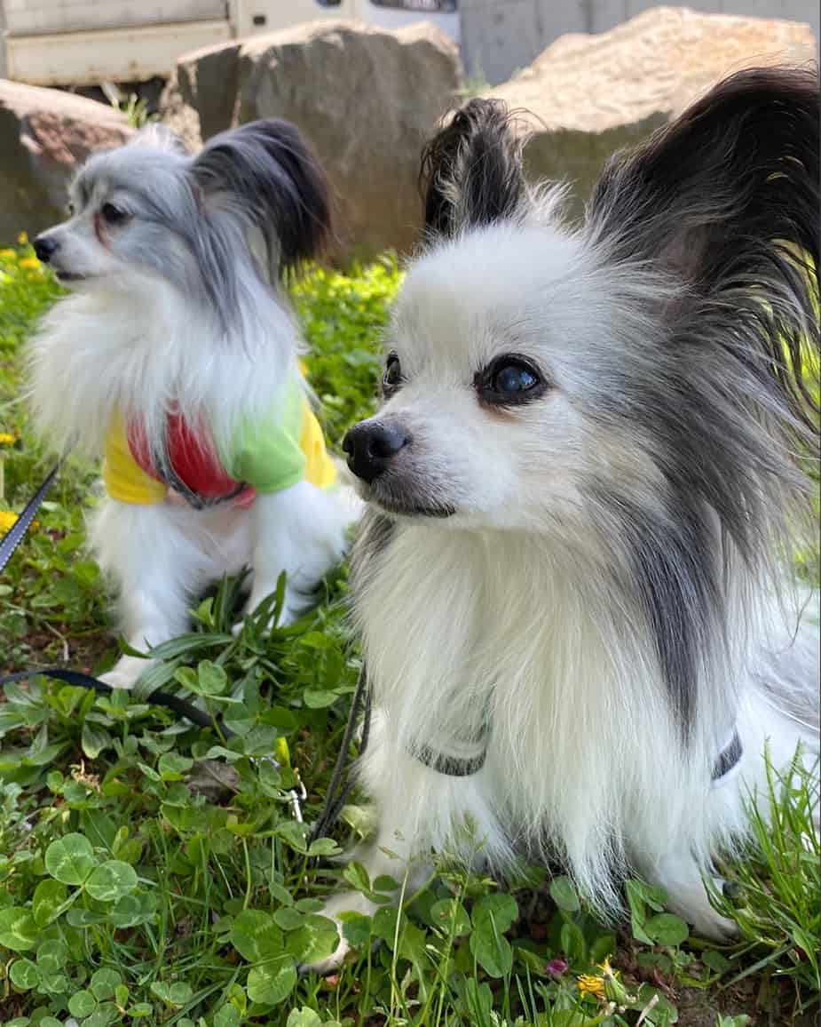 Two silver and white Papillons walking outdoor