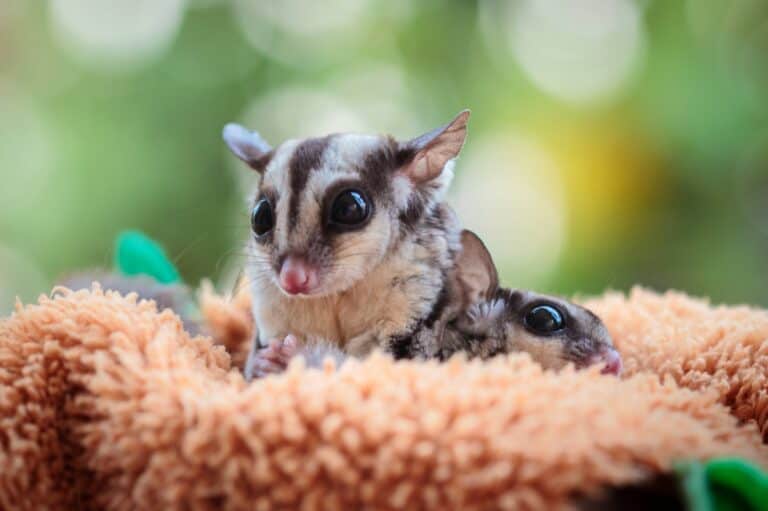 How Much Does a Sugar Glider Cost? Breakdown of Expenses