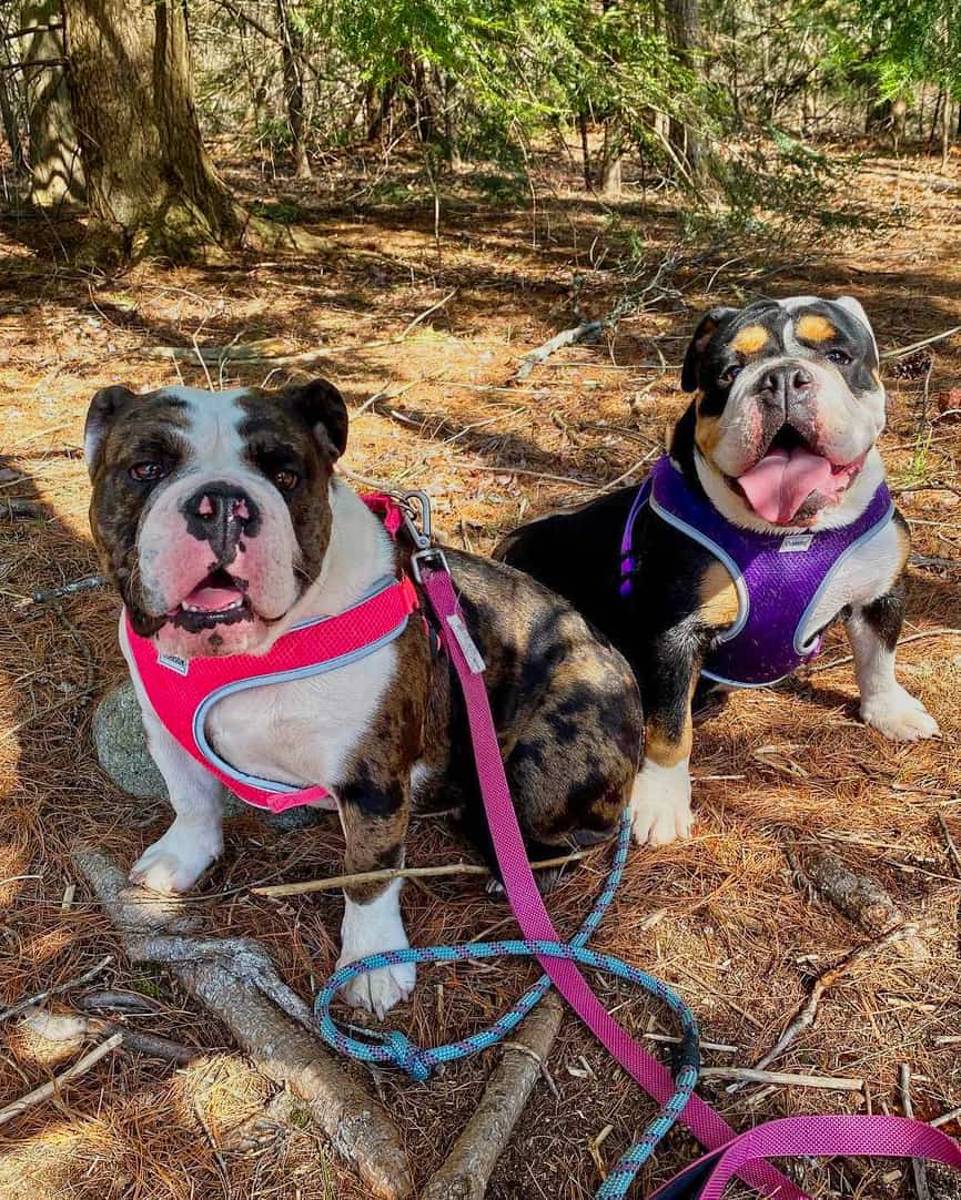 Two tri English Bulldogs sitting under a tree