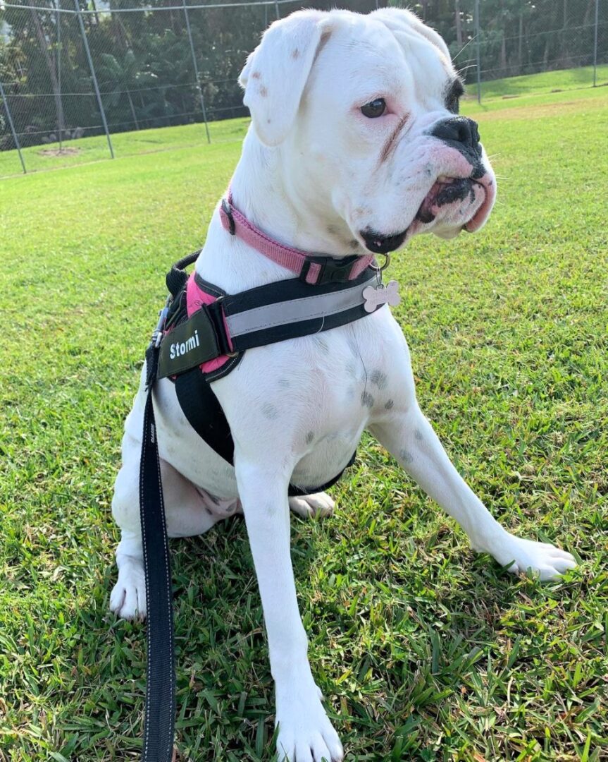 7 Colors and Types of the Boxer Dog Explained (With Pictures)