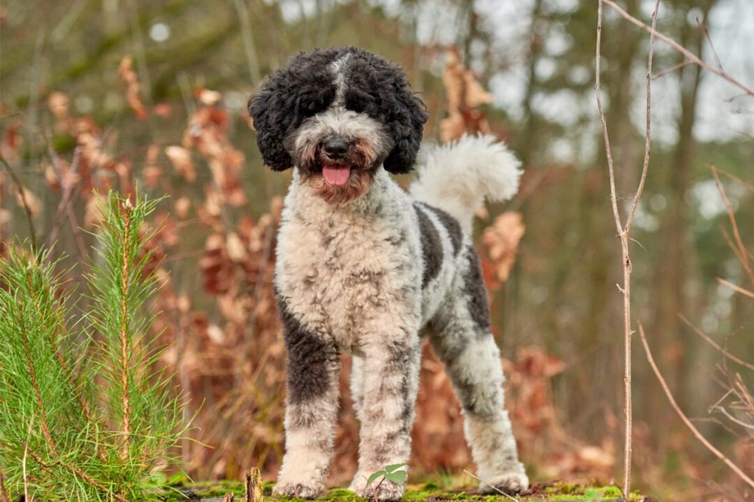 10 Best Labradoodle Rescues for Adoption (2024) Our Top 10 Picks!