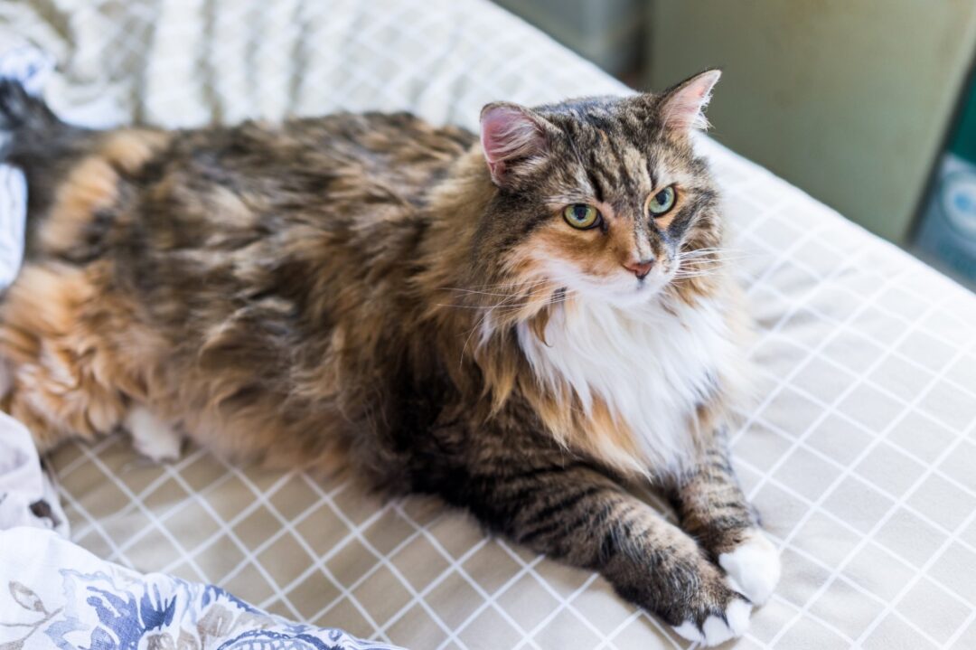 10 Best Maine Coon Rescues for Adoption (2025) Our Top 10 Picks!