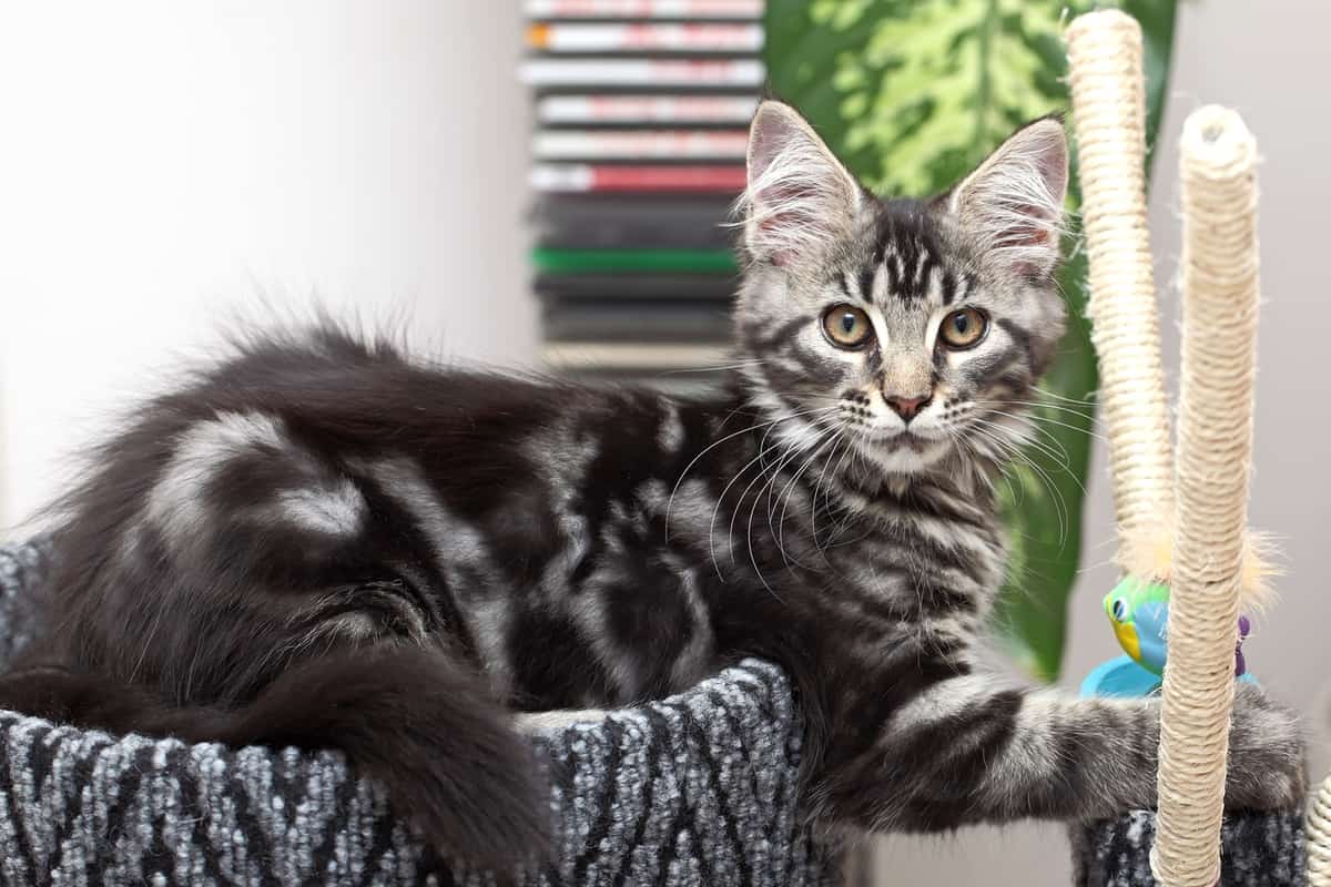 Beautiful black Maine Coon kitten for sale