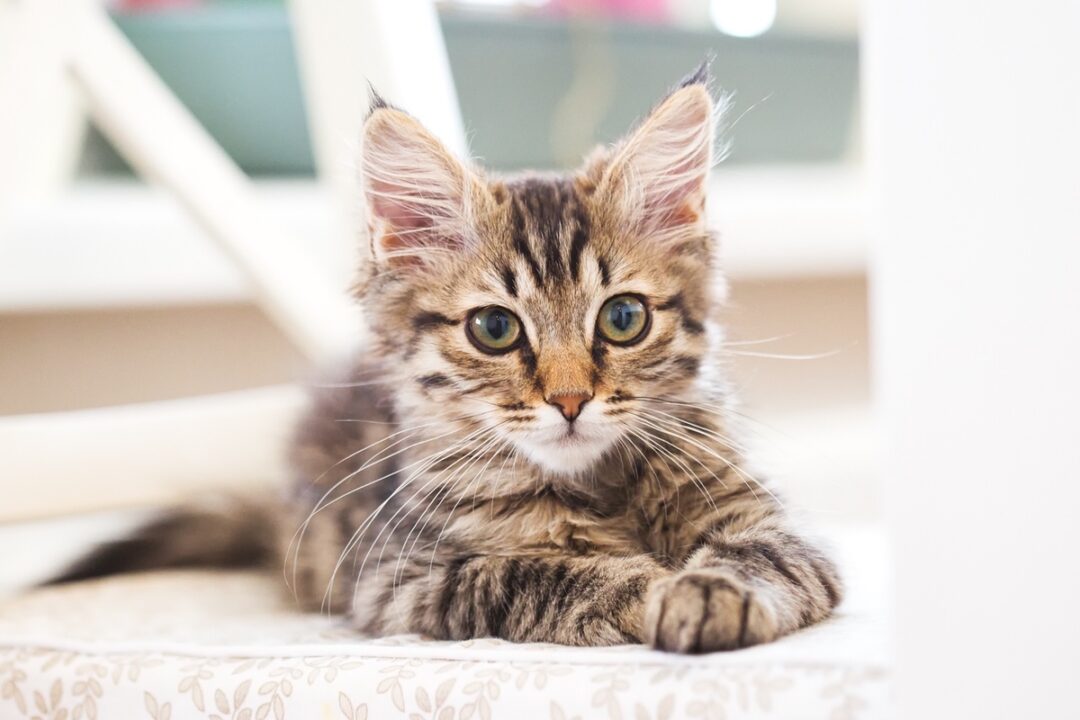 10 Best Maine Coon Breeders (2024) Our Top 10 Picks!