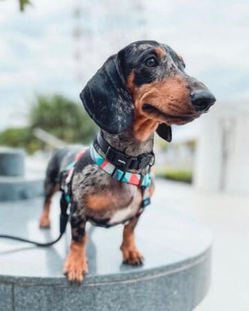 Dapple Dachshund: Facts, Patterns, Pictures, FAQs & More