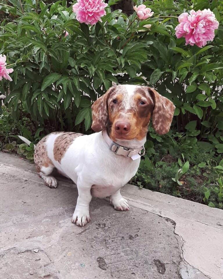 Dapple Dachshund Facts, Patterns, Pictures, FAQs & More