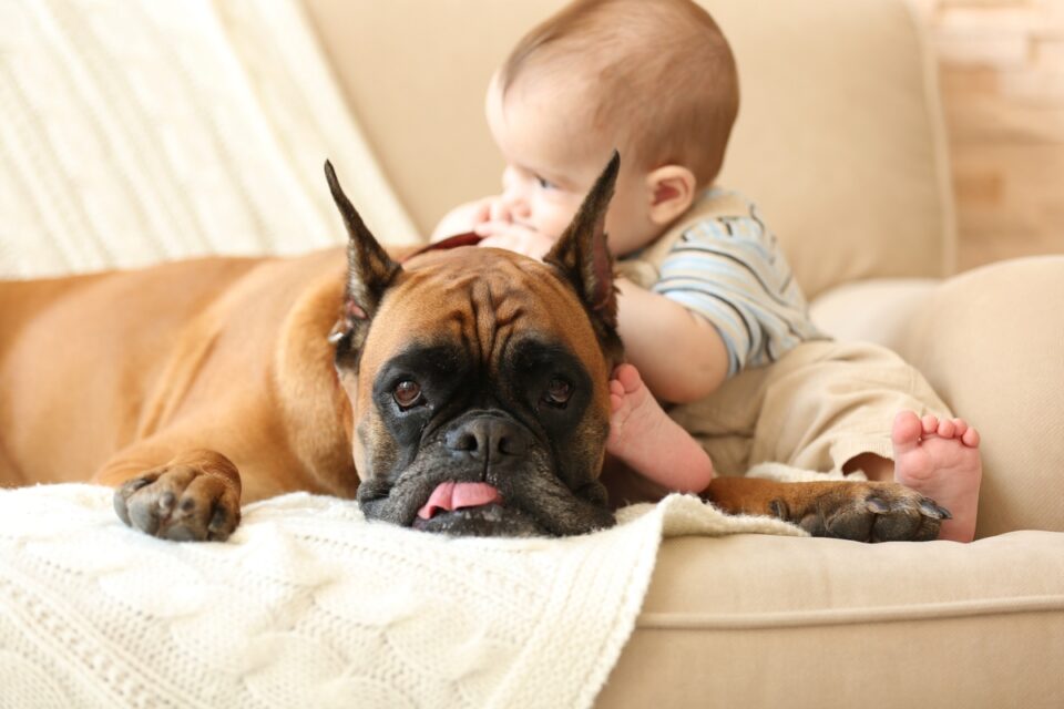 10 Best Boxer Rescues for Adoption (2024) Our Top 10 Picks!