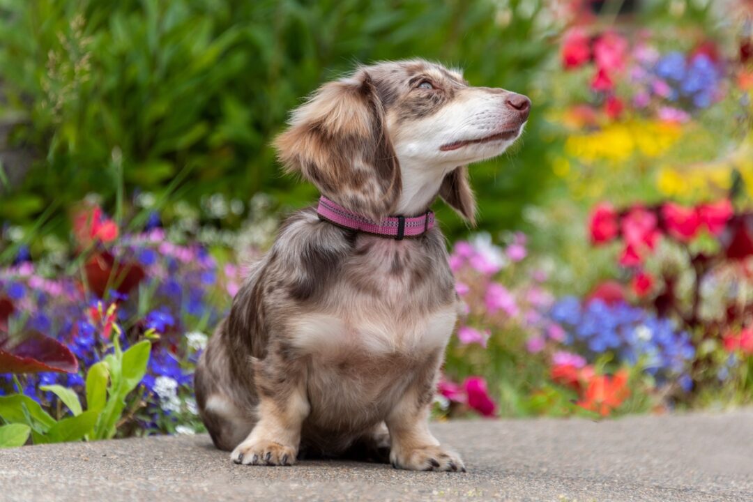 Dapple Dachshund Facts, Patterns, Pictures, FAQs & More