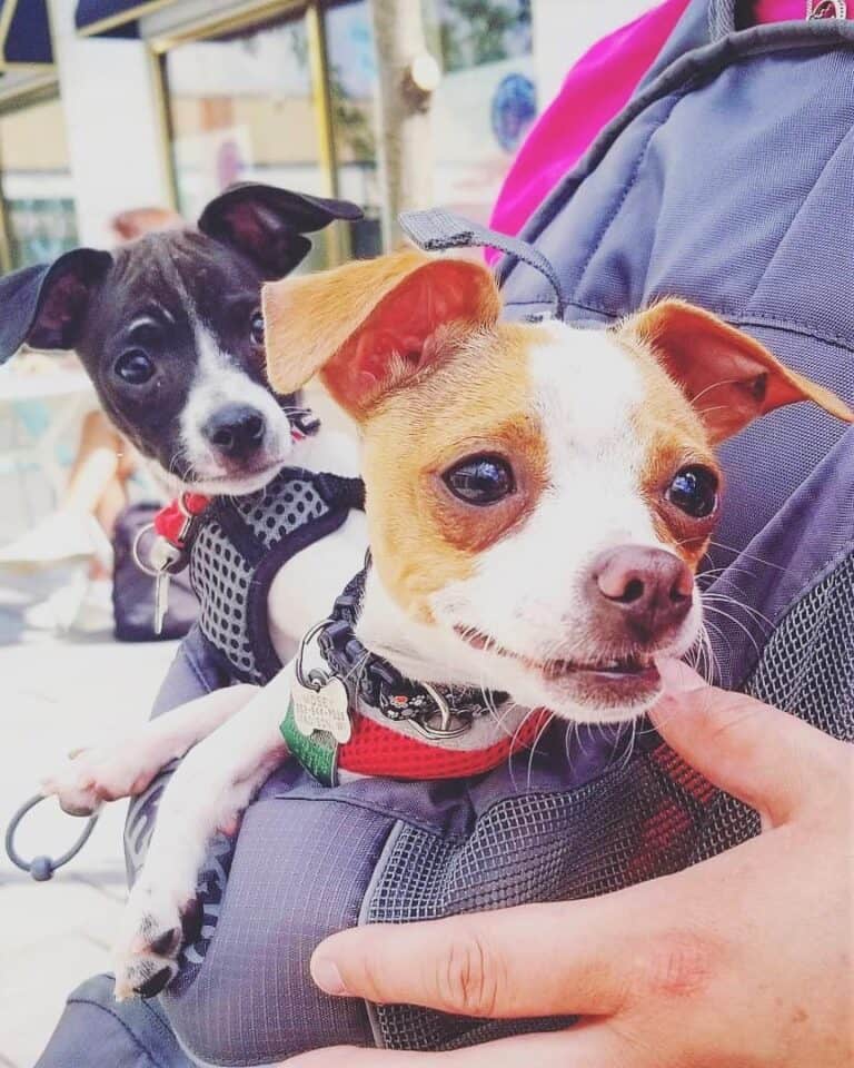 Toy Rat Terrier Are They Similar to Toy Fox Terriers? Bubbly Pet