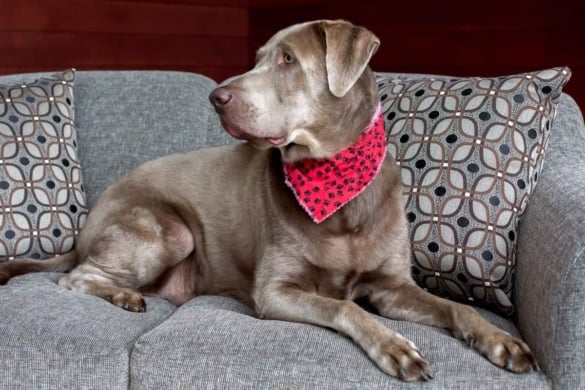 Silver Lab: Facts, Controversy, Puppy Prices, Pictures & FAQs