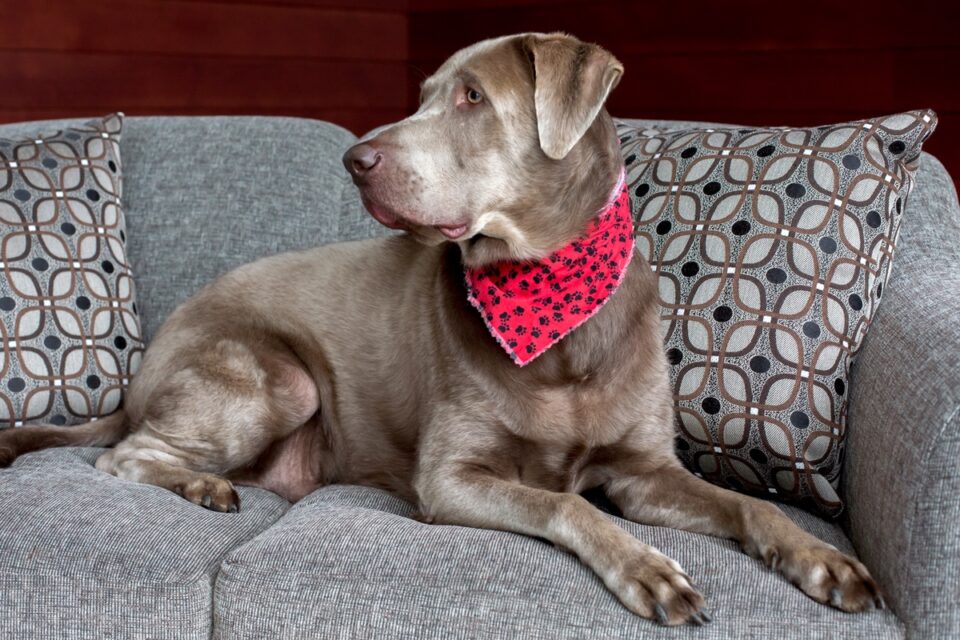 Silver Lab Facts, Controversy, Puppy Prices, Pictures & FAQs