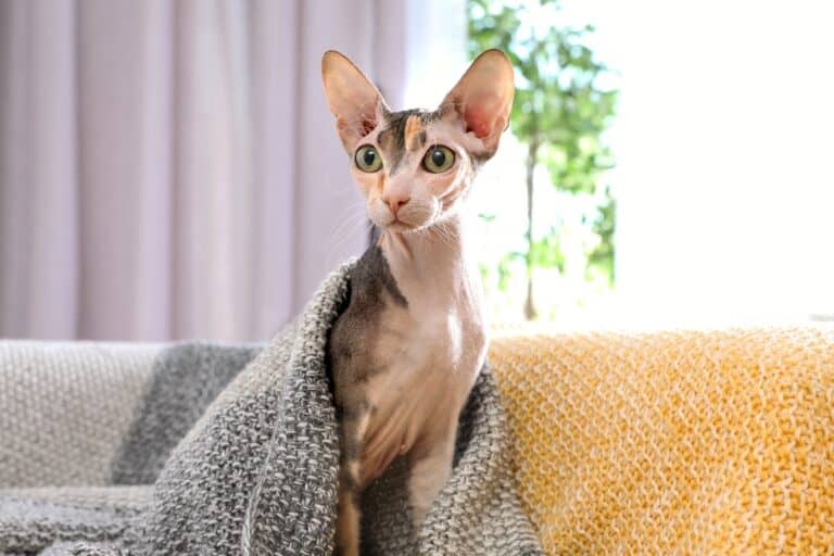 How Much Does a Sphynx Cat Cost? (2024 Price Guide)