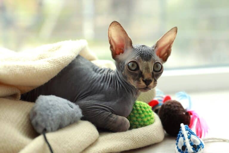 How Much Does a Sphynx Cat Cost? (2024 Price Guide)