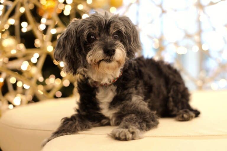 Black Maltese The Ultimate Guide to This Lovable Black Canine