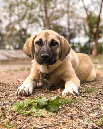 How Much Does a Kangal Dog Cost? (2026 Price Guide)