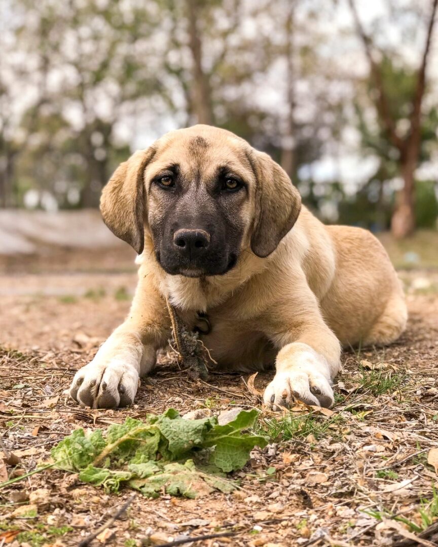 How Much Does a Kangal Dog Cost? (2024 Price Guide)