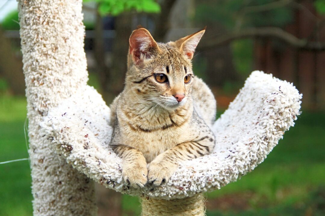 How Much Does a Savannah Cat Cost? (2024 Price Guide)