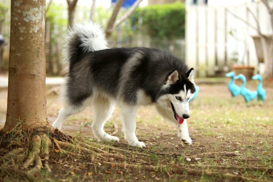 Wooly Husky Facts About Wooly Siberian Huskies (With FAQs)