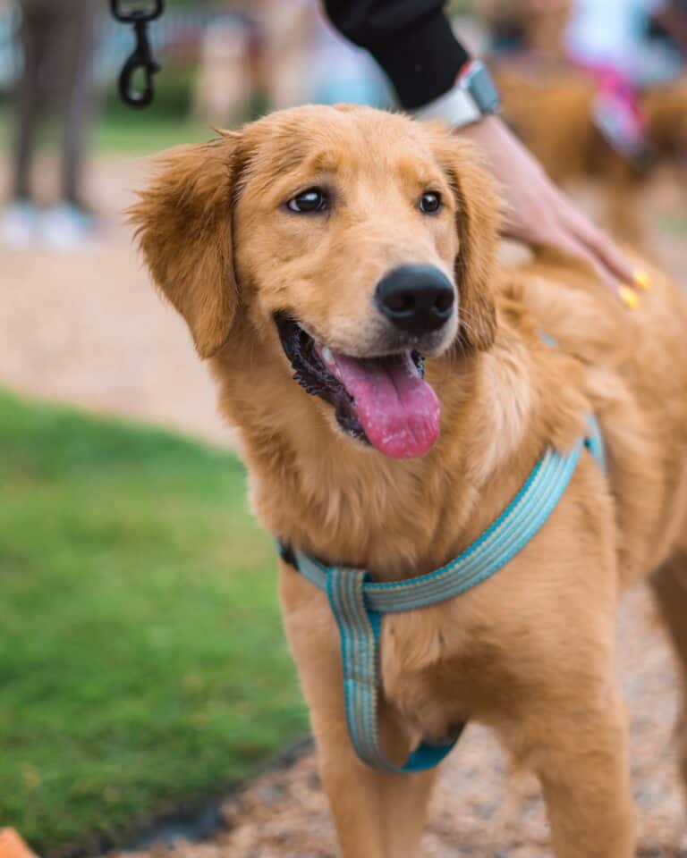 Canadian Golden Retriever Info, Facts, Pictures, FAQs & More