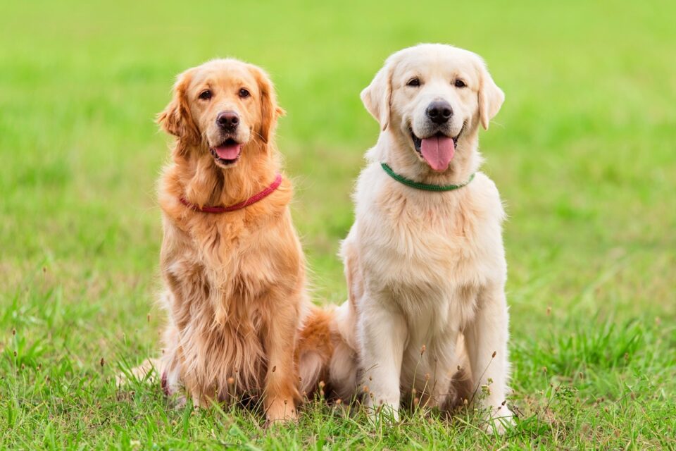 American vs. English Golden Retriever A Detailed Comparison American vs. English Golden Retriever A Detailed Comparison