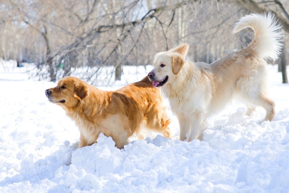 American vs. English Golden Retriever A Detailed Comparison