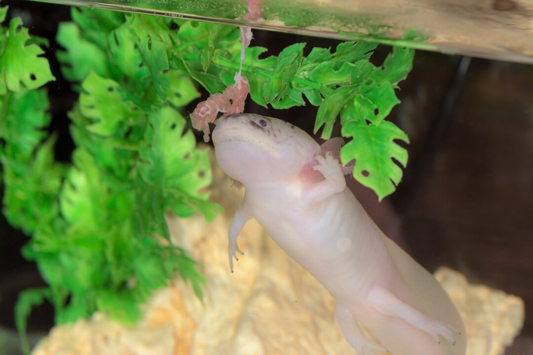 How Much Does an Axolotl Cost? Breakdown of Expenses