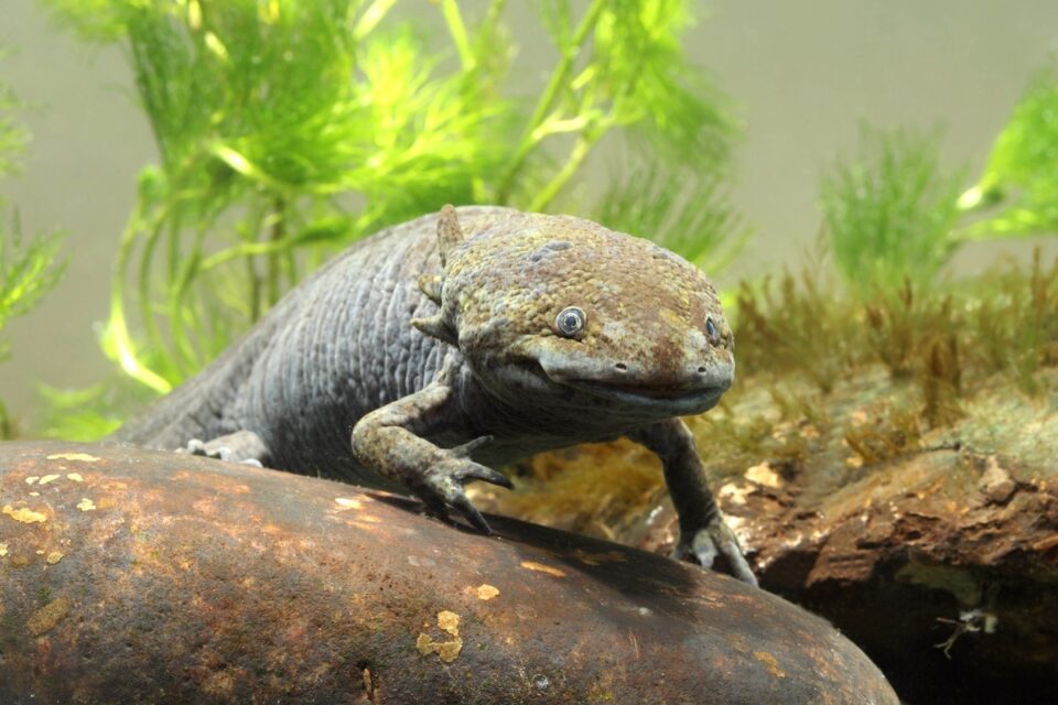 How Much Does an Axolotl Cost? Breakdown of Expenses